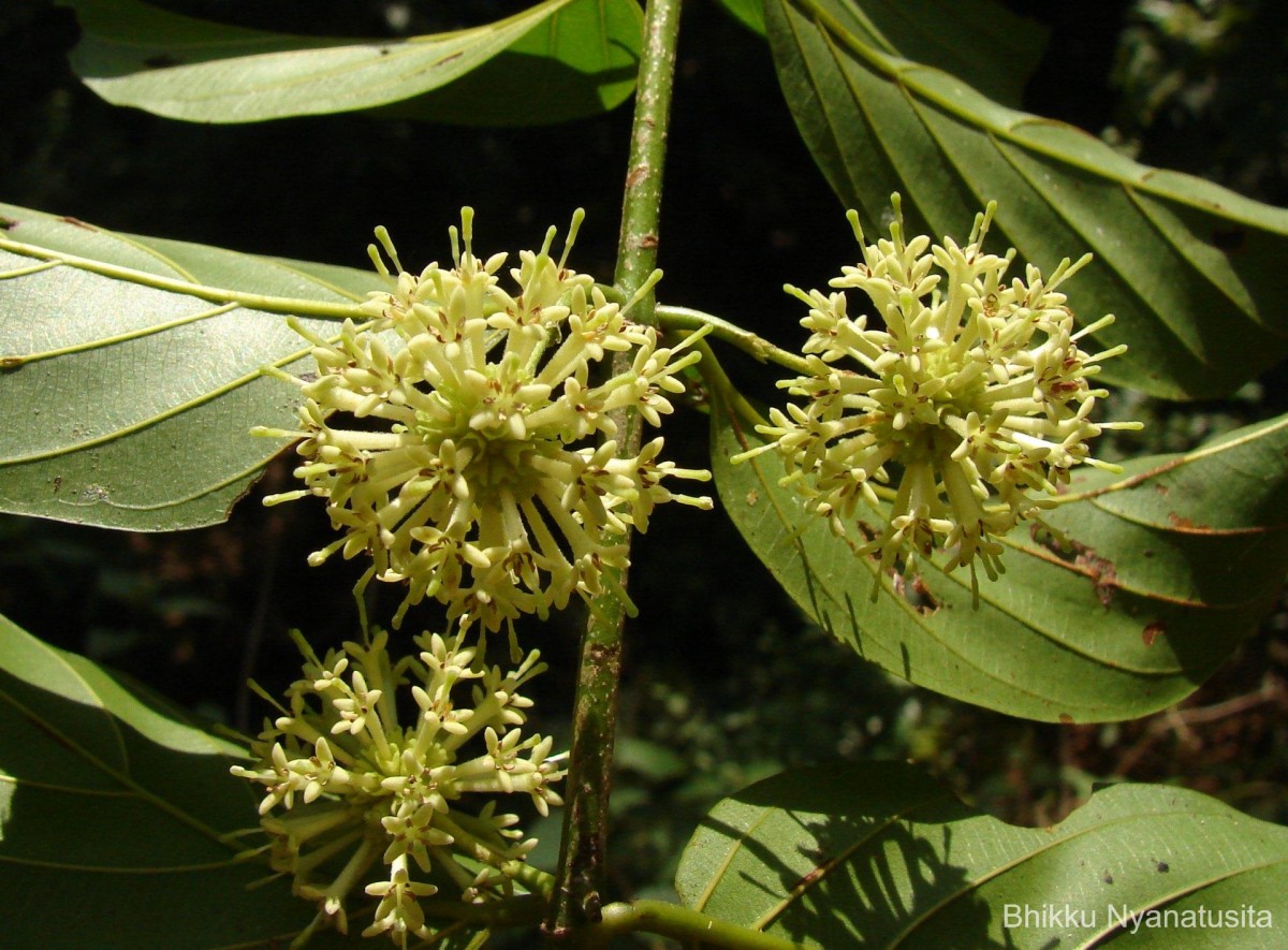 Uncaria elliptica R.Br. ex G.Don